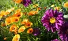 $10 for $20 Worth of Plants, Flowers, and Shrubs at Jordan's Garden Store in Grimsby