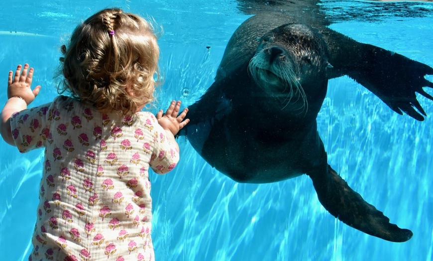 Image 9: Une journée magique au delphinarium de Boudewijn Seapark