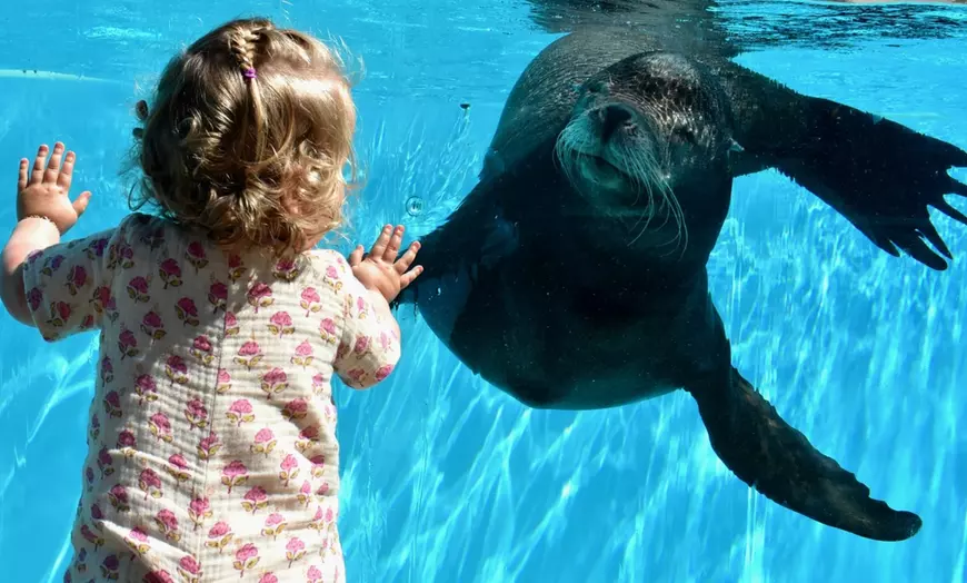 Image 9: Une journée magique au delphinarium de Boudewijn Seapark