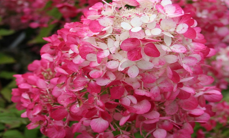 Image 3: 3 ou 6 hortensias "Pink Diamond"