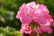 30 or 60 Geranium ‘Jackpot’ Summer Colour Collections - Image 5
