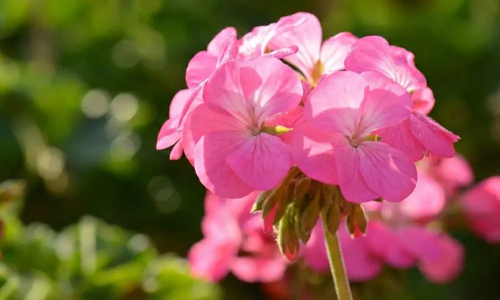 30 or 60 Geranium ‘Jackpot’ Summer Colour Collections