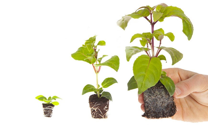 Image 7: Geranium 'Fire Queen' Garden-Ready Plants