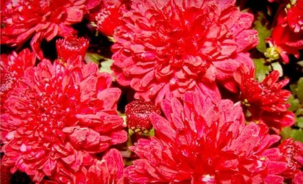 $15 for $30 Worth of Spring Plants and Garden Accessories at Garden Gate Nursery in Hartland - Primary Image