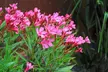 Nerium Oleander - Pink, Red or White - Potted Plants - Image 2