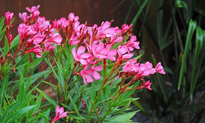 Image 2: Nerium Oleander - Pink, Red or White - Potted Plants
