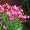 Image 2: Nerium Oleander - Pink, Red or White - Potted Plants