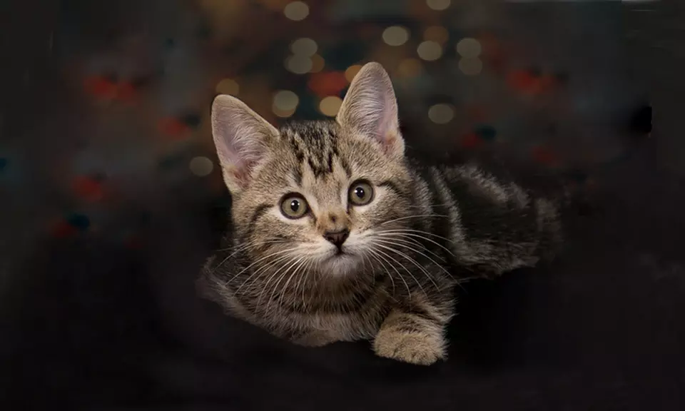 Up to 69% Off on  at Tellier Photography Designs