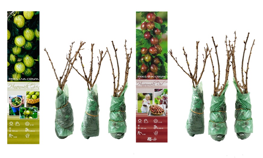 Image 1: 3 ou 6 groseilliers à maquereau rouges et / ou verts de Gardenzo