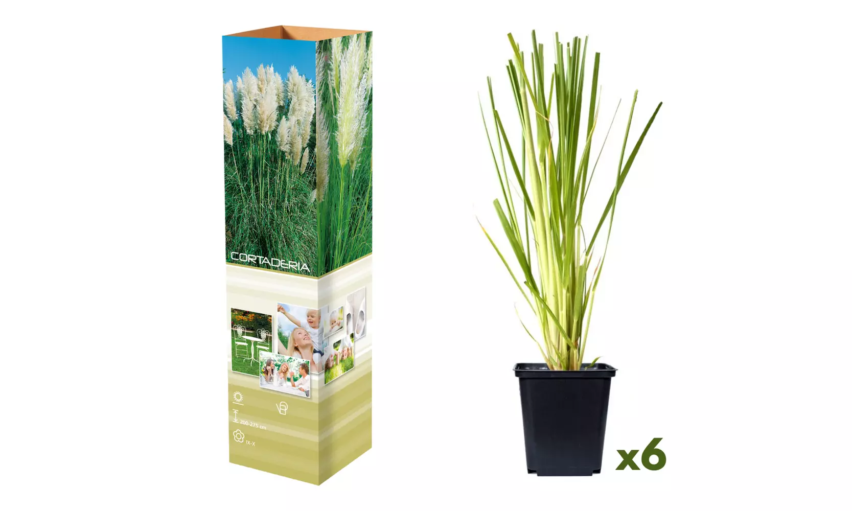 3x oder 6x Pampasgras