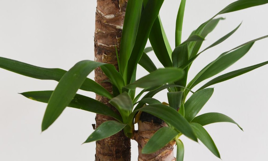 Image 5: Yucca Elephantipes Houseplant Single or Duo Stemmed - 1 or 2 
