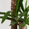 Image 5: Yucca Elephantipes Houseplant Single or Duo Stemmed - 1 or 2 