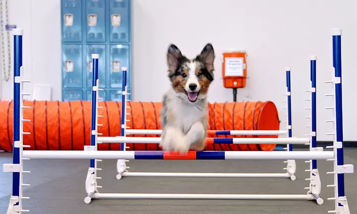 Private or Group Training Lessons for One Dog or Agility Classes for Two Dogs at Zoom Room (Up to 61% Off)  - Primary Image