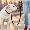 Image 1: Adjustable Pet Dog Cat Safety Leads Car Vehicle Seat Belt Harness Seatbelt