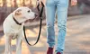 Adjustable Pet Dog Cat Safety Leads Car Vehicle Seat Belt Harness Seatbelt