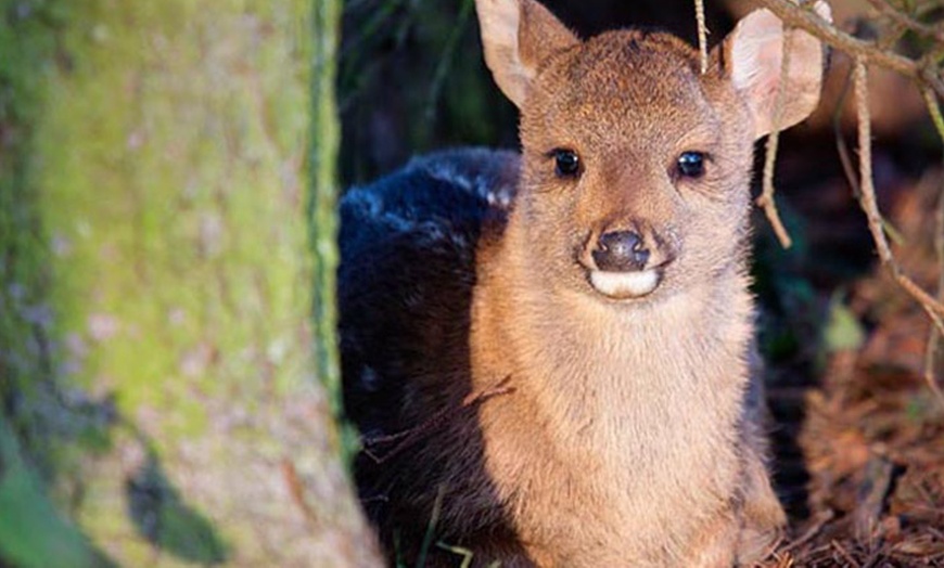 Image 2: Deer Centre Family Entry £11.50