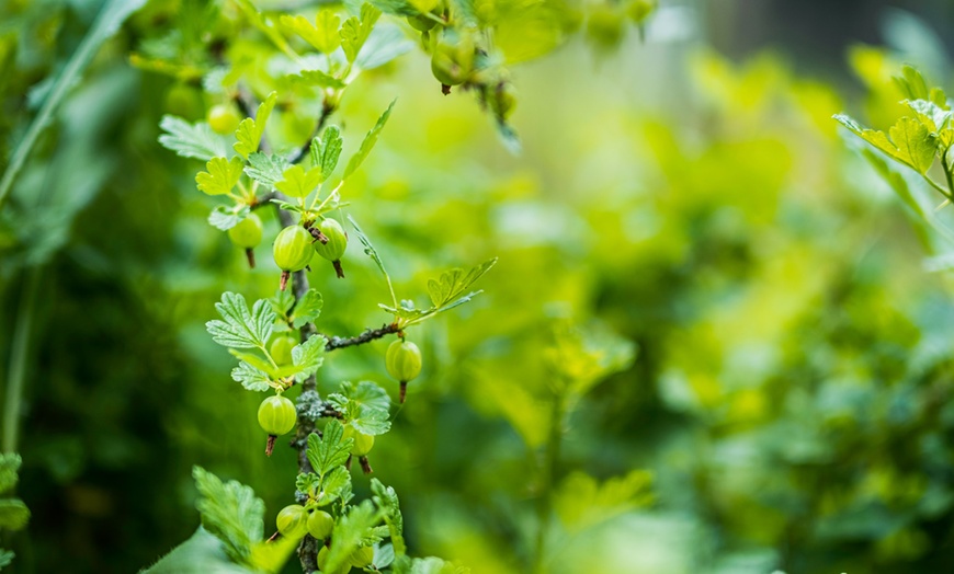 Image 4: 3er- oder 6er-Set rote oder grüne Stachelbeeren