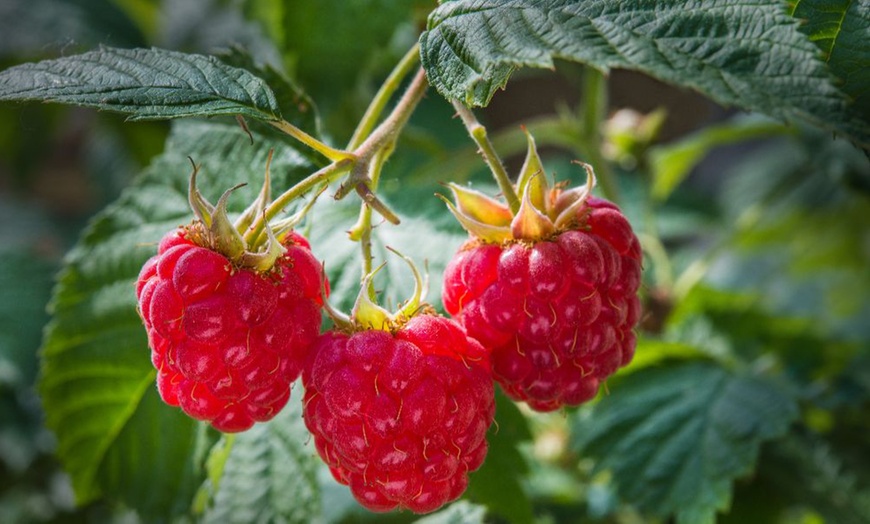 Image 3: Raspberry Growers Choice - 2ltr and 3ltr Potted Plants