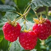 Image 3: Raspberry Growers Choice - 2ltr and 3ltr Potted Plants