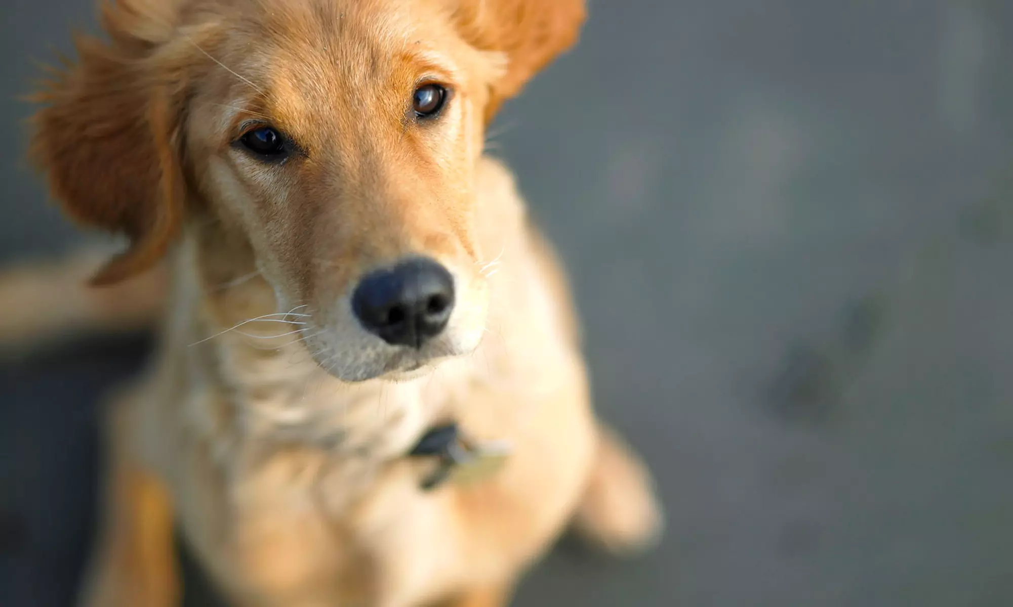 One or Three Days of Dog Daycare at Jonah's Ark Doggie Playcare & Training (Up to 56% Off) - Primary Image