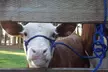 Explore with Single Day General Admission for Adults and Children at Pierce County Fair (Up to 38% Off) - Second Medium