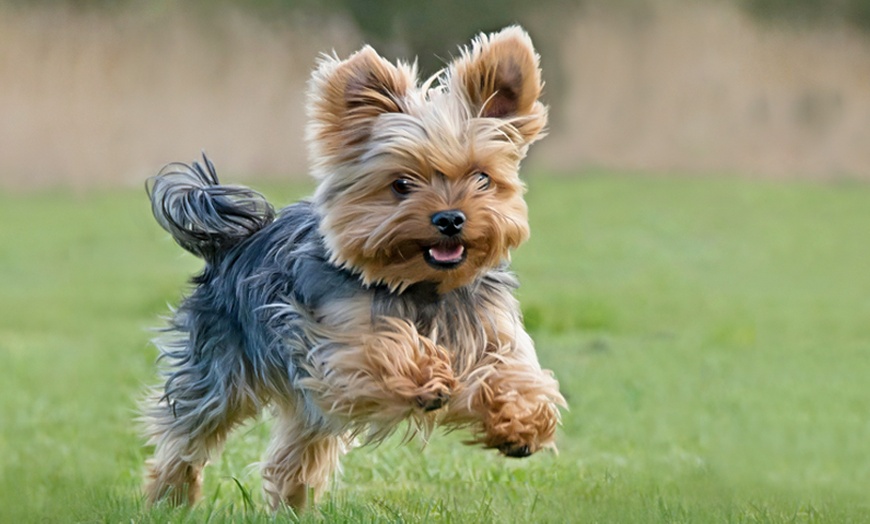Image 1: Up to 66% Off on  at Tellier Photography Designs