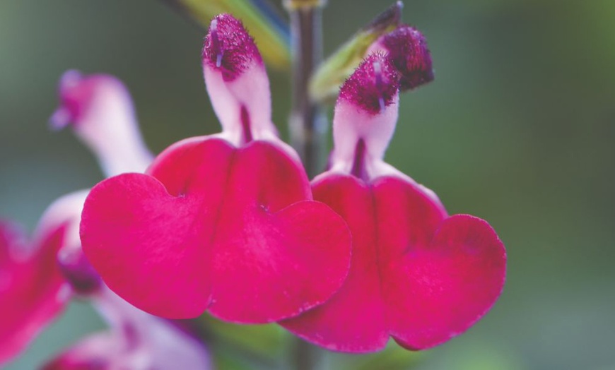 Image 6: Three or Nine Salvia Microphylla Plants Collection