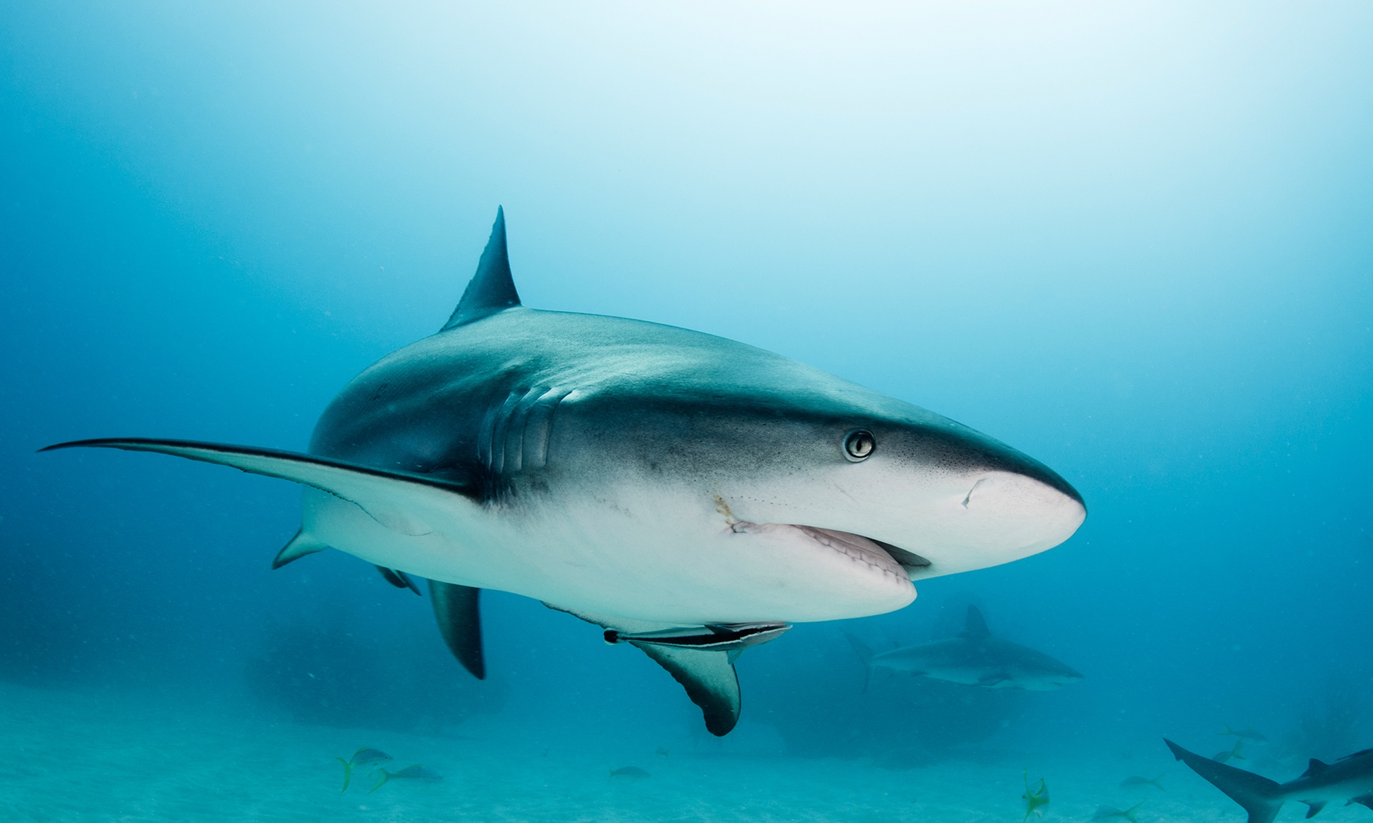 Trill Awaits: Shark Fishing Charters at SlickWater Adventures