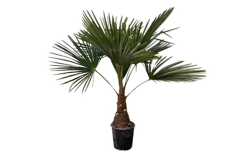 Image 4: 1x oder 2x Chinesische Hanfpalme 