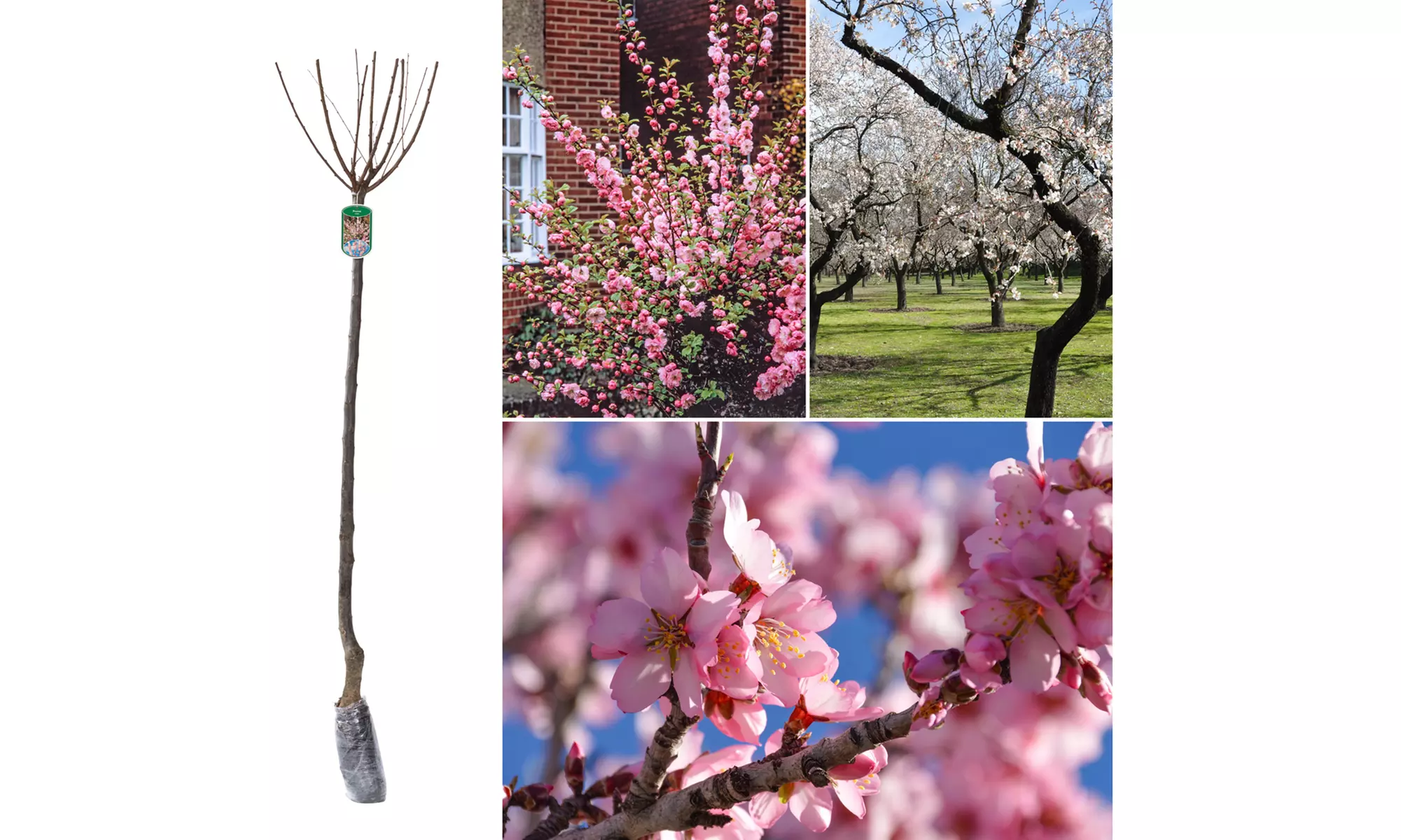 1, 2 ou 4 amandiers de Chine, 140-160 cm de hauteur - Primary Image