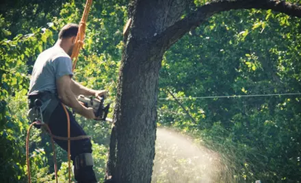 $99 for $300 Worth of Tree-Maintenance Services from Arbor Barber Tree Service - Primary Image