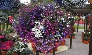 Lobelia 'Cascade Improved Mixed'