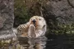  Explore the Depths with New York Aquarium Admission for One Child or Adult (Up To 10% Off) - Second Medium
