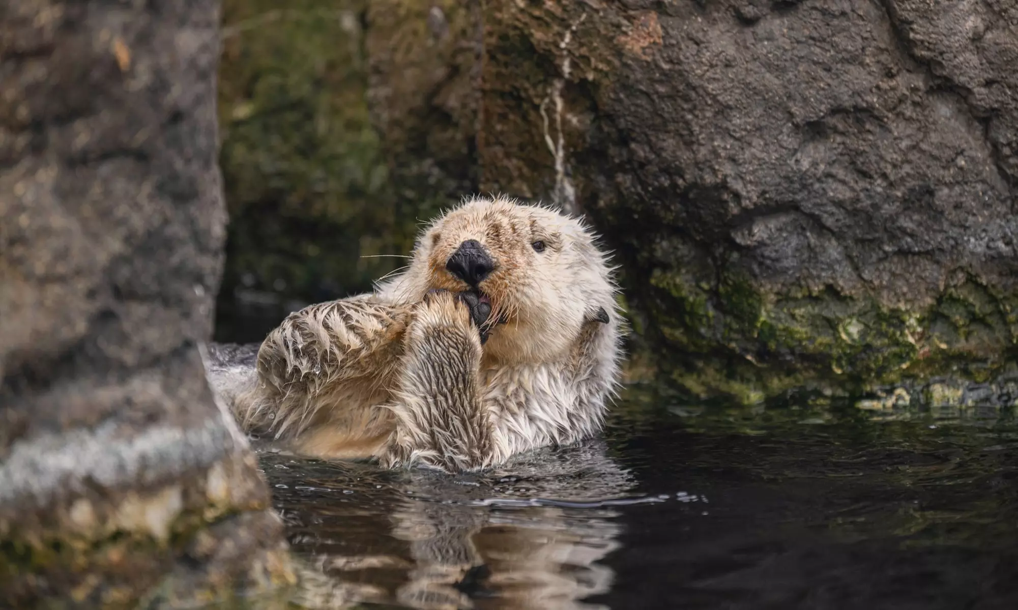New York Aquarium Admission for One Child or Adult