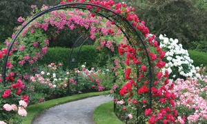 Rose Climbing Plant