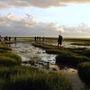Image 1: Tour durch das Wattenmeer & Natur von Wadlopen-Pieterburen