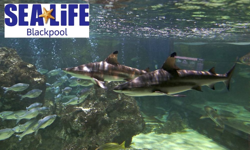 Image 1: Entry Ticket to Sea Life Blackpool