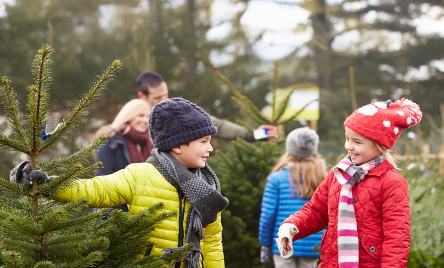 Image 8: Premium-Weihnachtsbaum zum Selbstschlagen inkl. 4 Heißgetränke