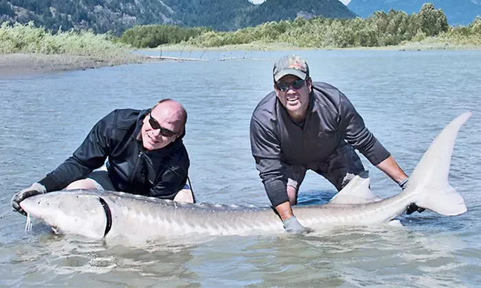 Four-Hour Sturgeon or Salmon Fishing Trip for Two or Four from Prestige Sport Fishing (Up to 61% Off) - Primary Image