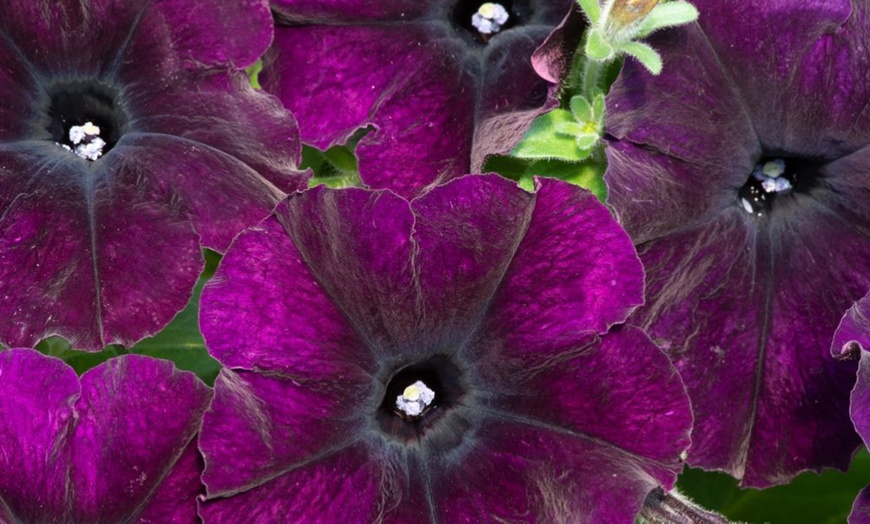 Image 26: Pack of 15 Garden Ready Mixed Variety Petunia Plants