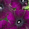 Image 26: Pack of 15 Garden Ready Mixed Variety Petunia Plants
