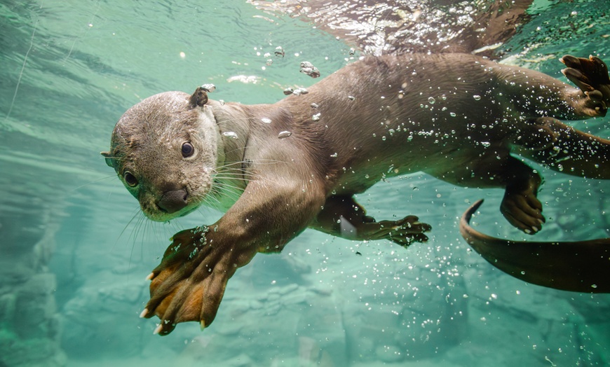 Image 12: Tageskarte für 1 Erwachsenen im Zoo Dresden im Januar oder Februar '26