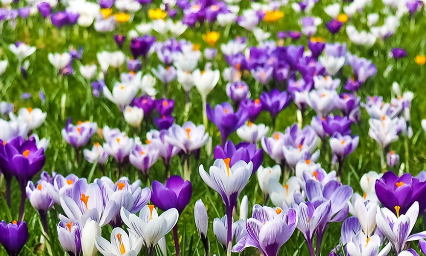Image 6: Bollenpakket voor krokussen naar keuze