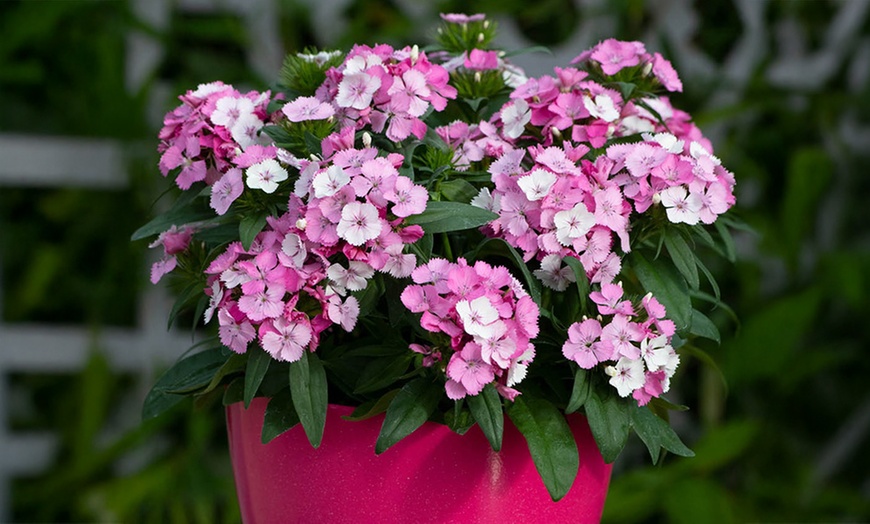 Image 3: 10 or 20 Sweet William Dianthus Dart Pink Magicia Plants