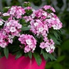 Image 3: 10 or 20 Sweet William Dianthus Dart Pink Magicia Plants