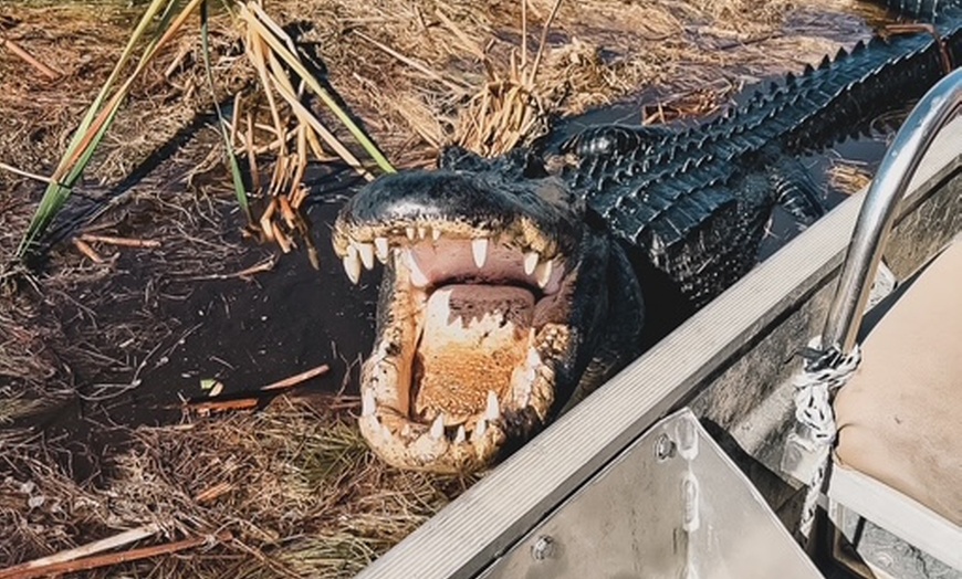 Image 8: Everglades Airboat Tour & Cultural Experience