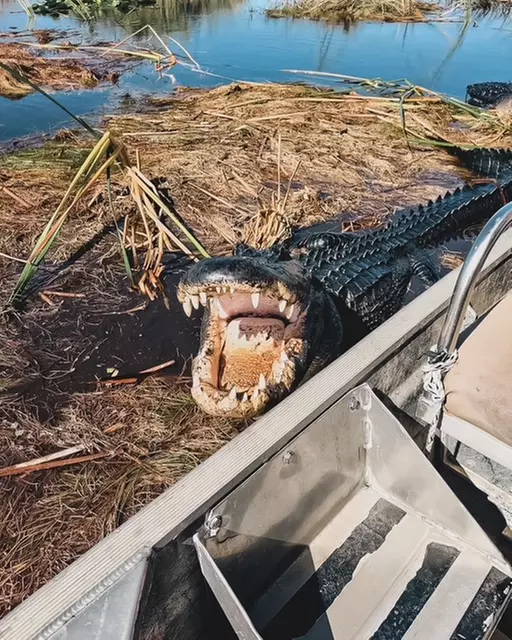 Everglades Airboat Tour & Cultural Experience