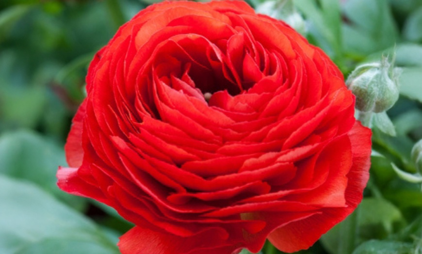 Image 5:  80 bulbes de Ranunculus en coloris mixte