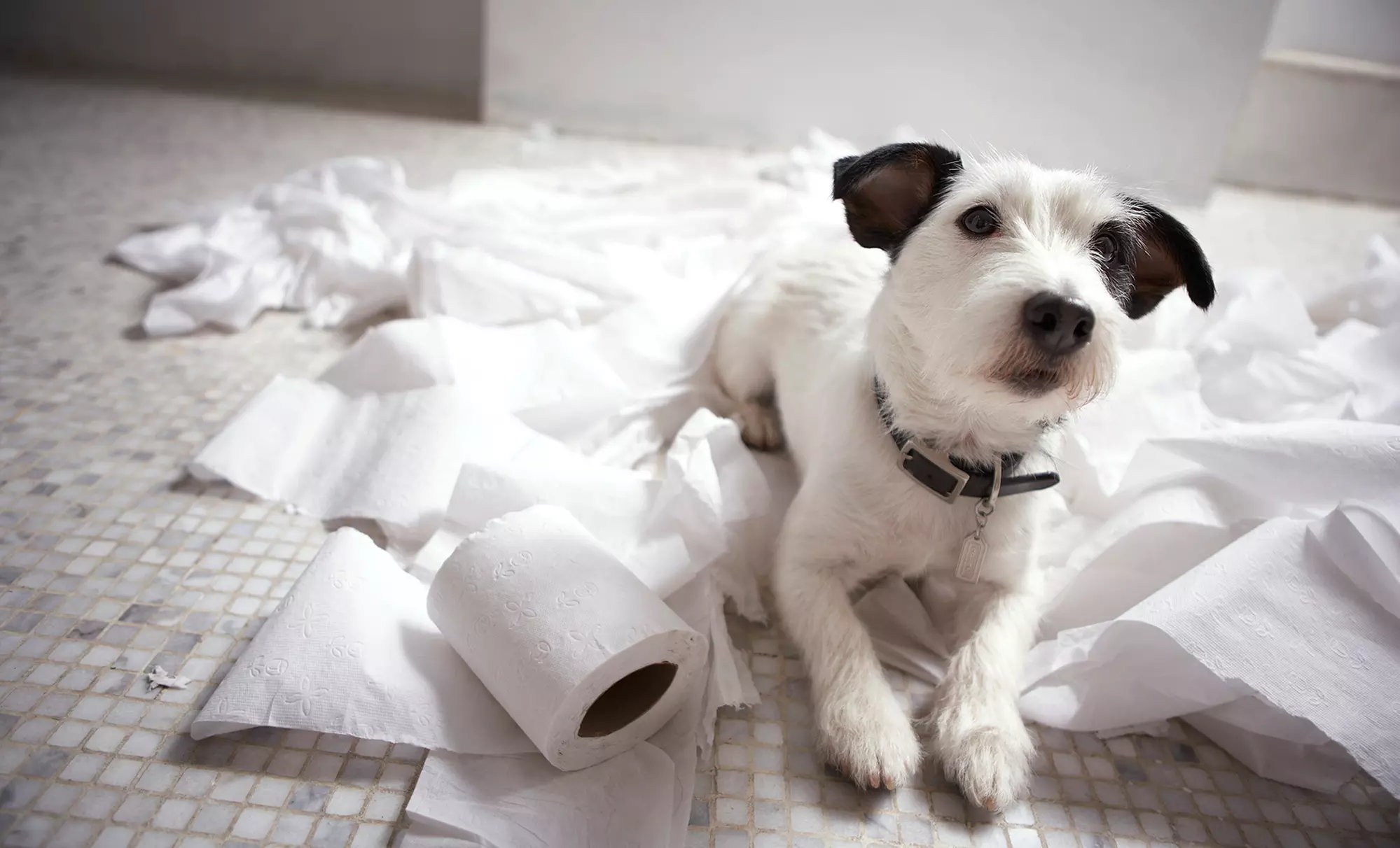 In-Home Dog-Training Sessions  from The Good Dog Handling & Training  (Up to 62% Off). Three Options Available - Primary Image