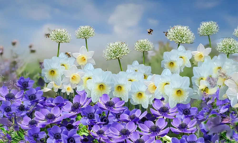 Sunny Garden Box : 35 bulbes de fleurs mélangés - Image 2